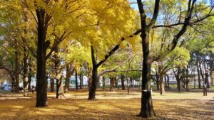 蘆花恒春園のイチョウの黄葉