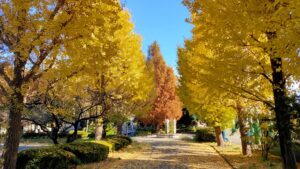 大宮第二公園のイチョウ並木の紅葉