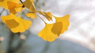 黄葉するイチョウ
