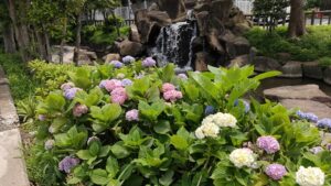 古川親水公園中央部のあじさいと滝