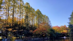 所沢航空記念公園のメタセコイアの紅葉