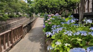 古川親水公園西側のあじさい