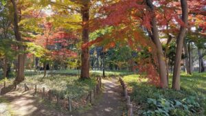 蘆花恒春園のモミジの紅葉