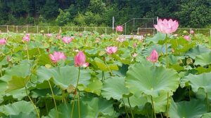 美里町阿那志の大使蓮