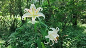 森林公園野草コースのヤマユリ