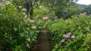 長念寺のあじさい
