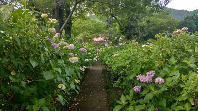 長念寺のあじさい