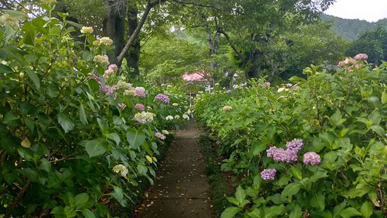 長念寺のあじさい