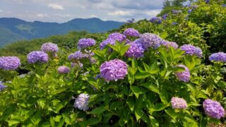 美の山公園の紫陽花