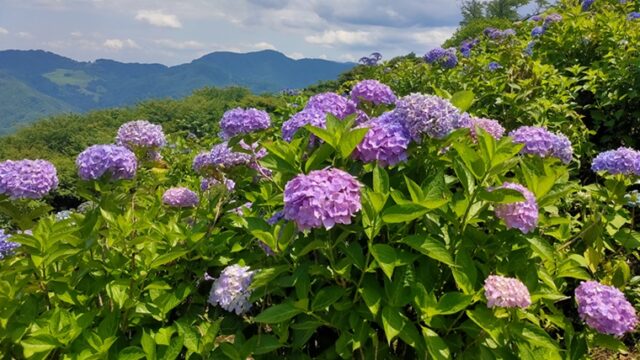 美の山公園の紫陽花