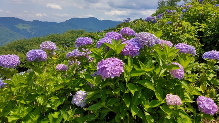 美の山公園の紫陽花