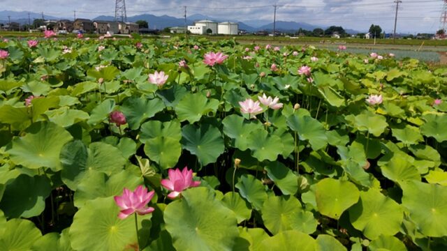 福昌寺の大使蓮