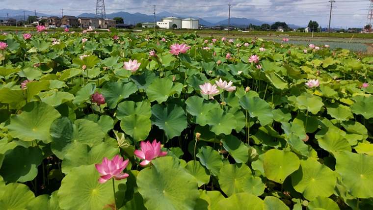 福昌寺の大使蓮