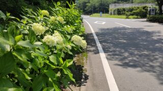 秩父ミューズパークのアジサイ