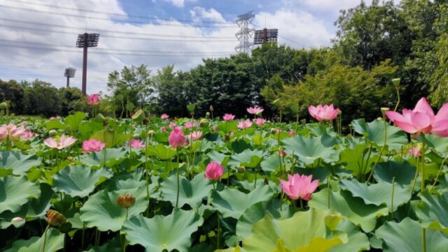 本庄総合公園の蓮