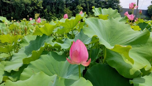 美里町の大使蓮