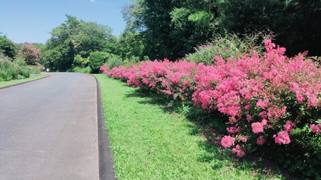 森林公園のサルスベリ