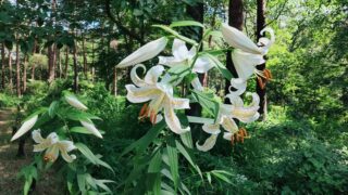 森林公園のヤマユリ