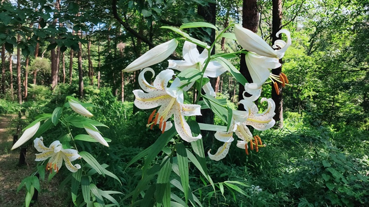 森林公園のヤマユリ