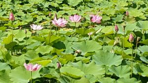 福昌寺で数多く咲く大使蓮