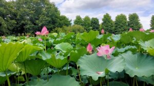 本庄総合公園の大使蓮