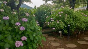 長念寺宝篋小路のあじさい