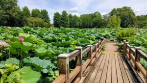 本庄総合公園の蓮と橋