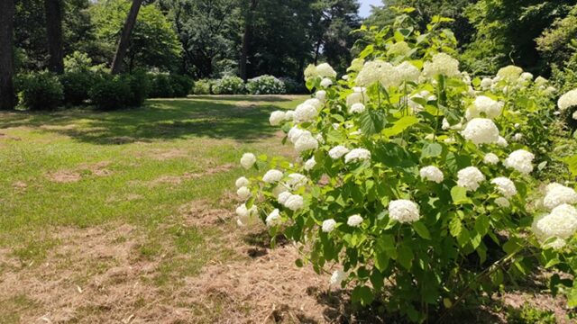 森林公園彫刻広場の紫陽花
