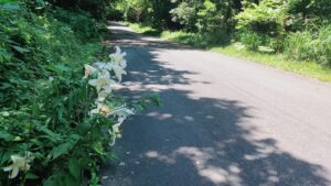 森林公園北口大園路のヤマユリ