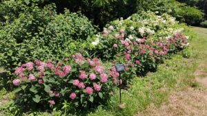 森林公園彫刻広場の赤い紫陽花