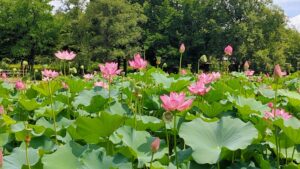 本庄総合公園のたくさんの蓮