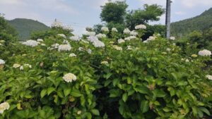 長念寺の青いあじさい