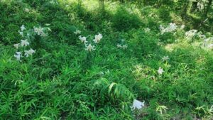 森林公園彫刻広場近くのヤマユリ