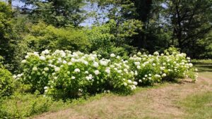 森林公園の白いあじさいむ
