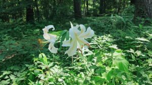 森林公園山田城址のヤマユリ