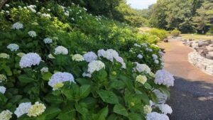 森林公園渓流広場のあじさい 