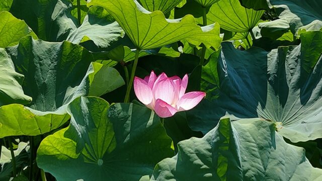 愛郷の里の蓮