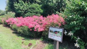 森林公園の矮性サルスベリ