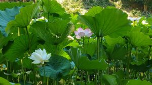 愛郷の里の白い蓮