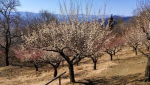 宝登山梅百花園の梅