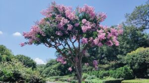 森林公園の高木のサルスベリ