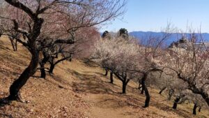 宝登山梅百花園の梅