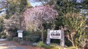 宝登山ロープウェイ山麓駅としだれ梅