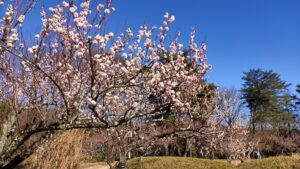 森林公園の梅と青空