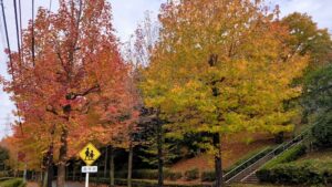 多摩市馬引沢北通りのモミジバフウの街路樹
