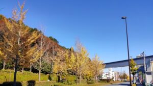 多摩ニュータウン通りのイチョウ