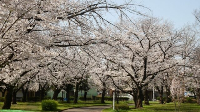 東綾瀬公園の満開の桜
