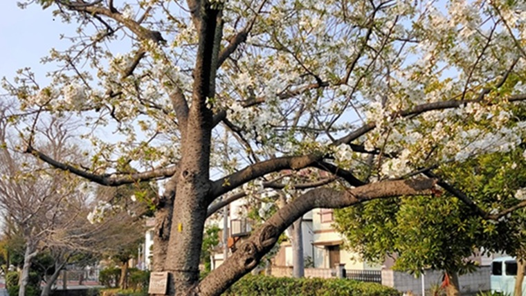 葛西用水桜通りの桜