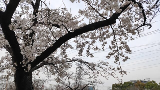 一ツ家第一公園の桜