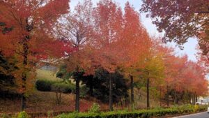 上之根大通りの モミジバフウ